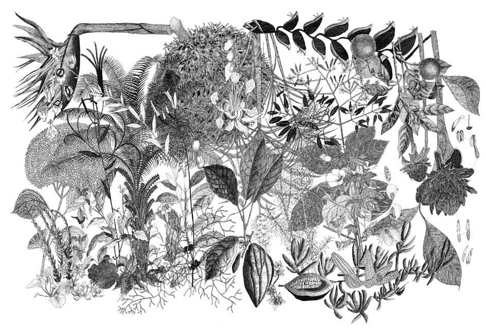 LenaigLeTouzePlantes